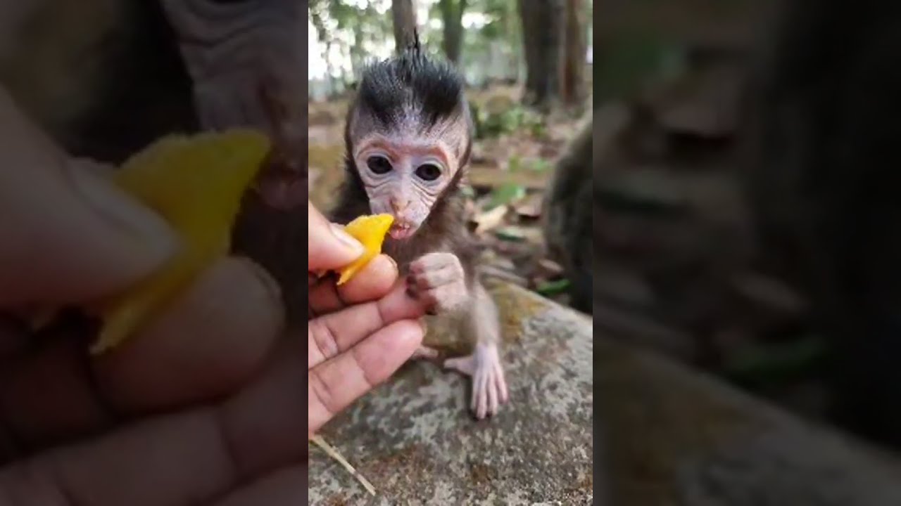 Sweetie baby monkey so cutie