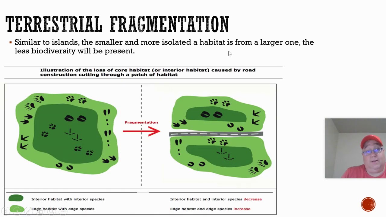 Island Biogeography and Fragmentation
