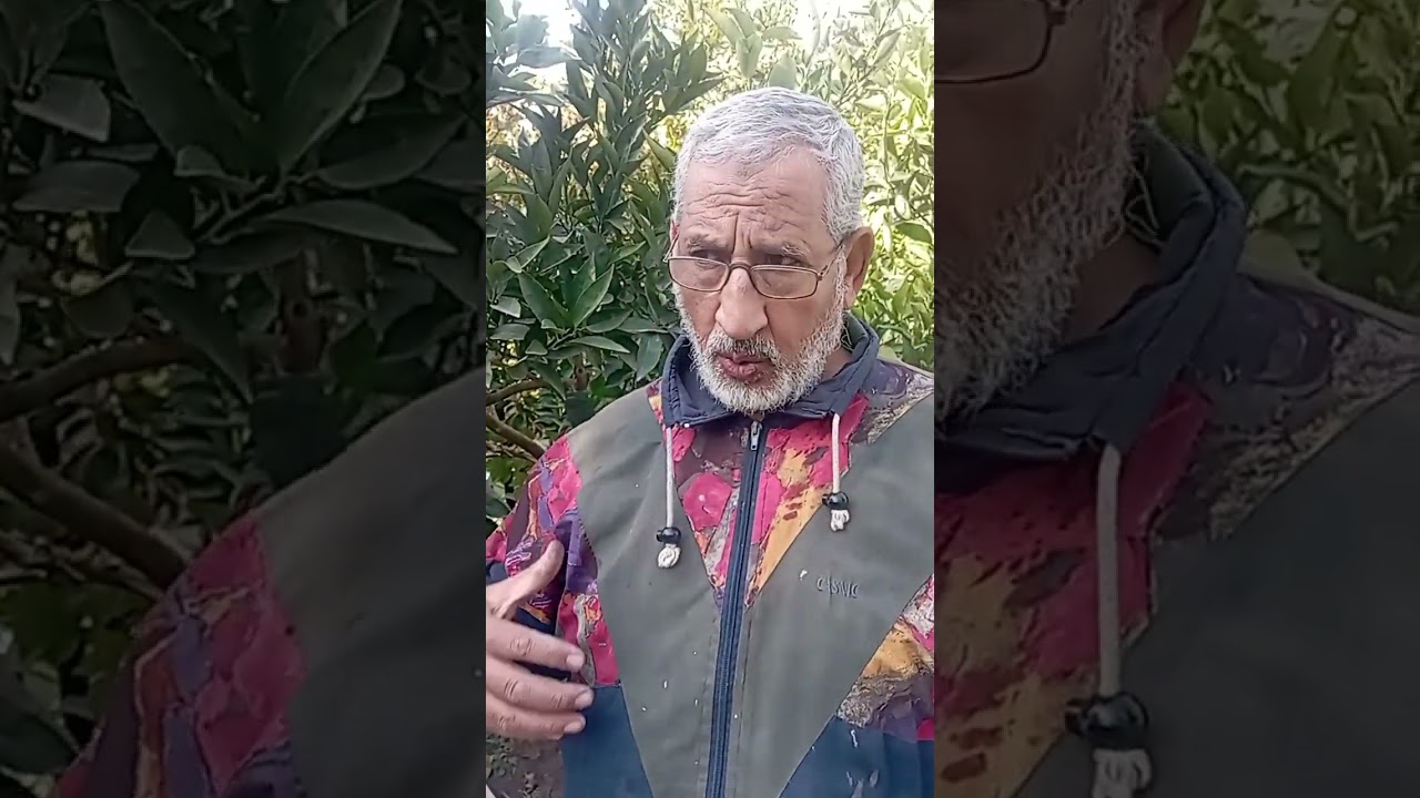 رش الأسمدة الشتوية على أصناف البرتقال و الزيتون