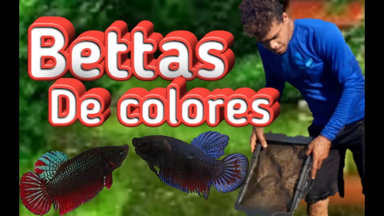 Pescando Bettas salvajes laguneros de Republica Dominicana
