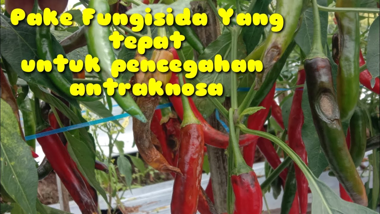 Fungisida Ampuh !! Mencegah Patek/Antraknosa , Busuk Batang Dan Busuk Daun