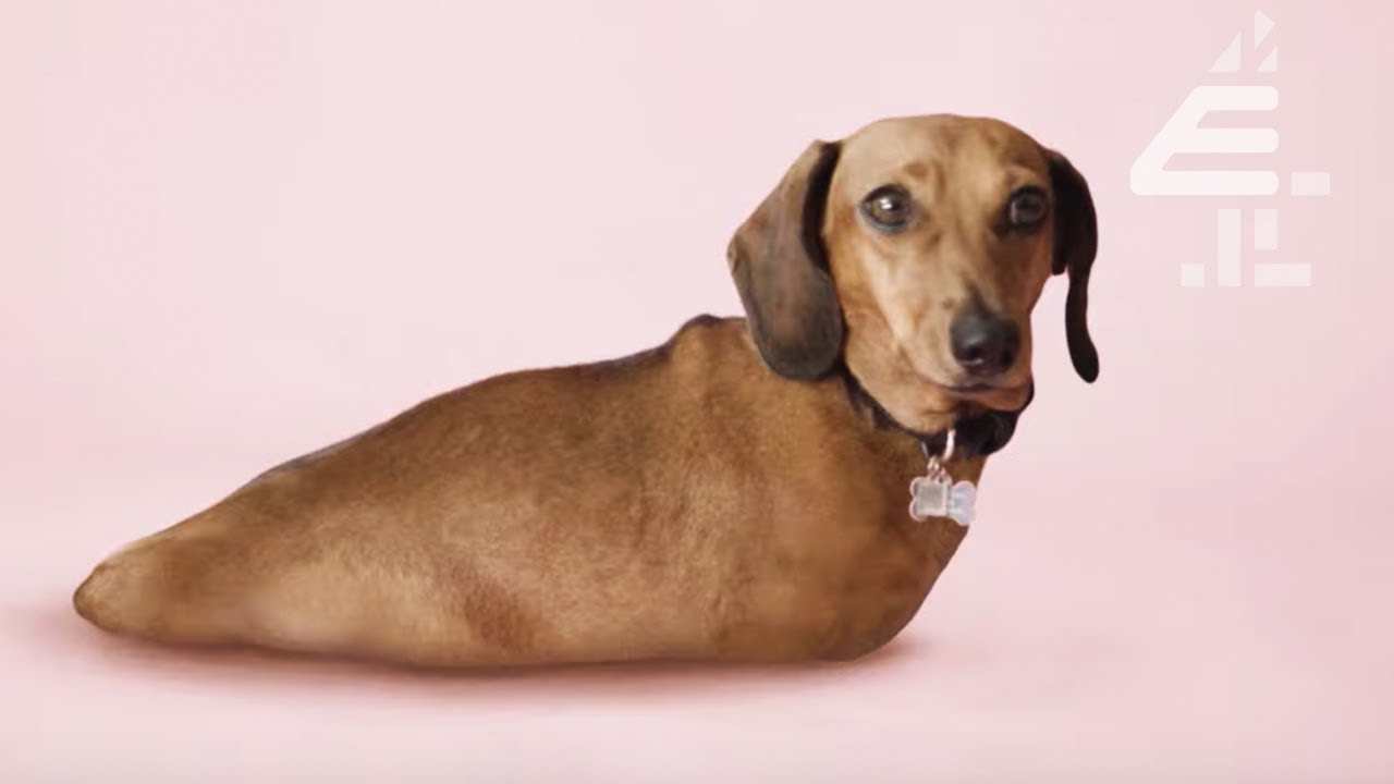 Slogs: The Controversial New Dog Breed