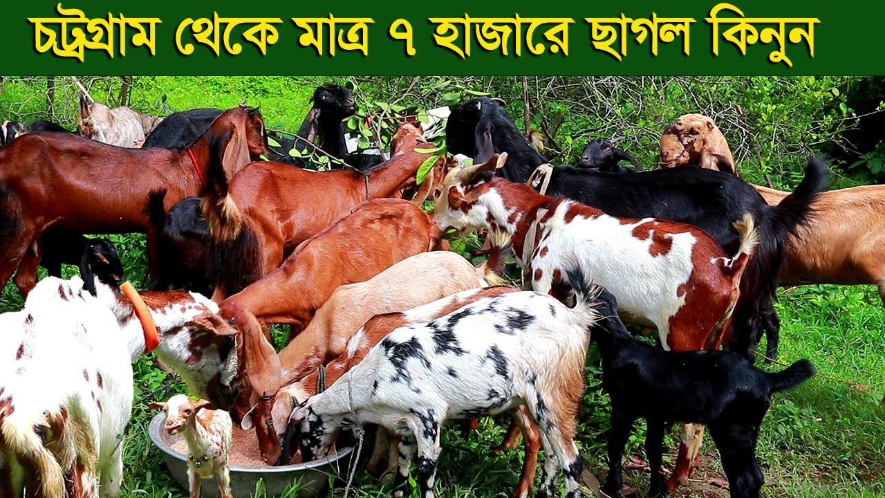 চট্রগ্রাম থেকে মাত্র ৭ হাজারে ছাগল কিনুন goat farm