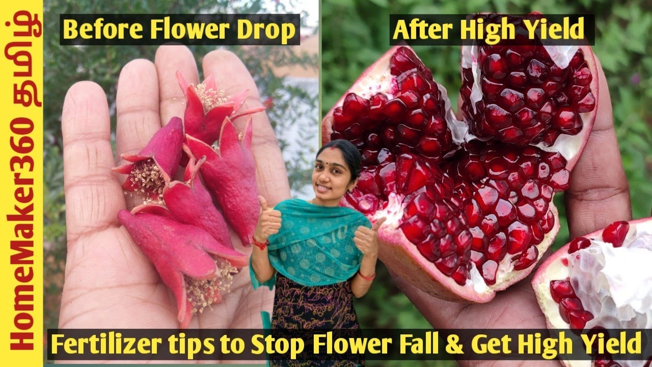 Pomegranate Fertilizer Guide | மாதுளை செடிக்கு இப்படி உரம் கொடுத்து பாருங்க ஓரே செடில 30+ காய்