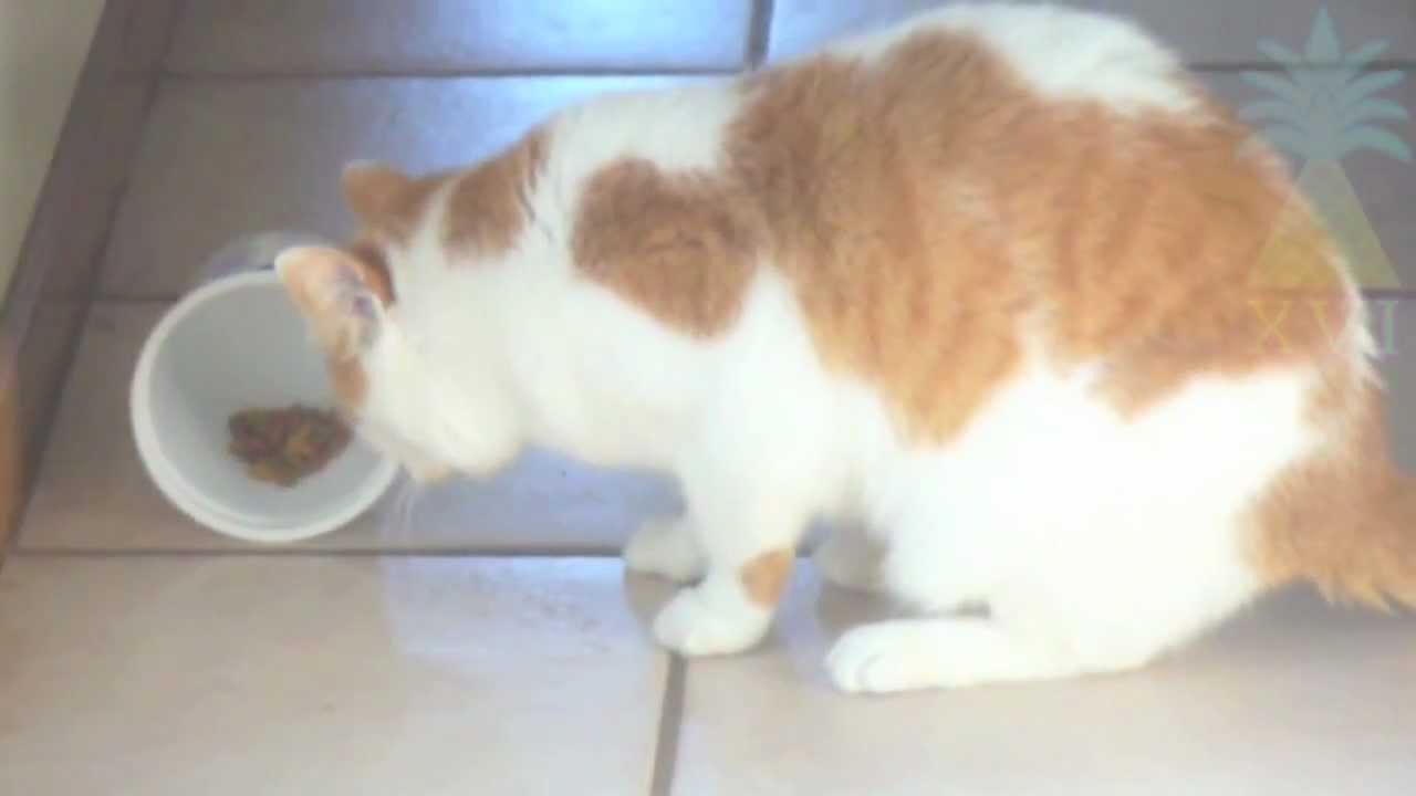 Jake the Rhyming Cat eating Food 😺 ( PTXVI )