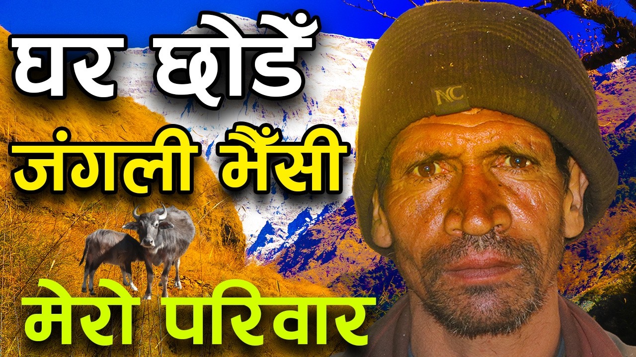 जंगली भैँसी पाल्ने दाई भन्छन्, 'भैँसी पाल्न जंगल पसेको जंगलनै प्यारो लाग्छ, जंगली भइयो'||kiranpaudel