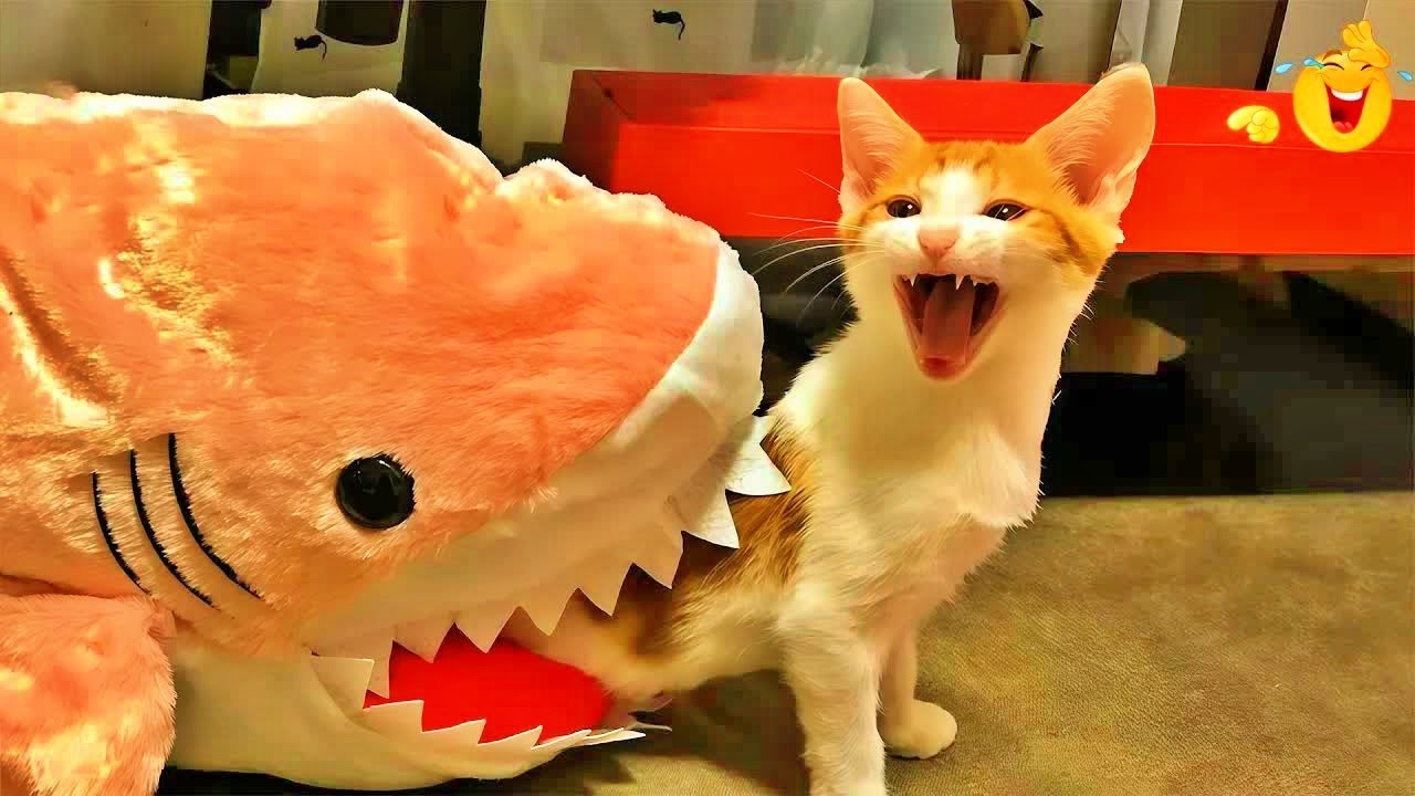 Best Funny Animal Videos 2025 😂 Funniest Dogs & Cats Moments 🐶🐱 🥗 #catvideos #funny_cats