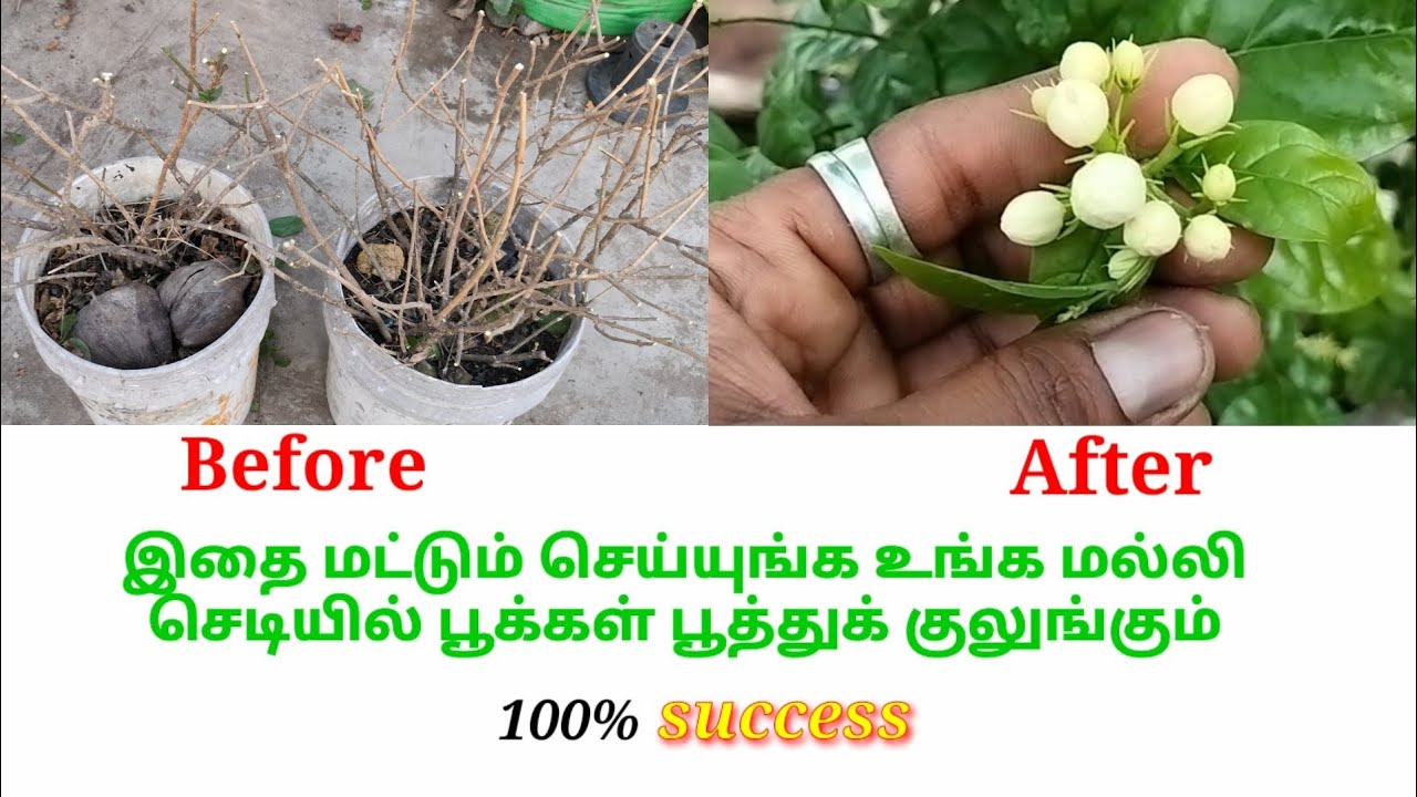மல்லி பூ செடி வளர்க்க இந்த ஒரு வீடியோ போதும் #garden #maadithottam #jasmine