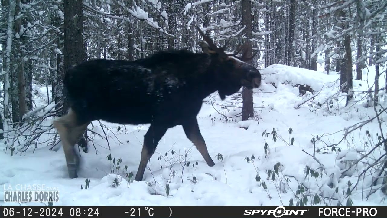 Orignaux sur neige 1