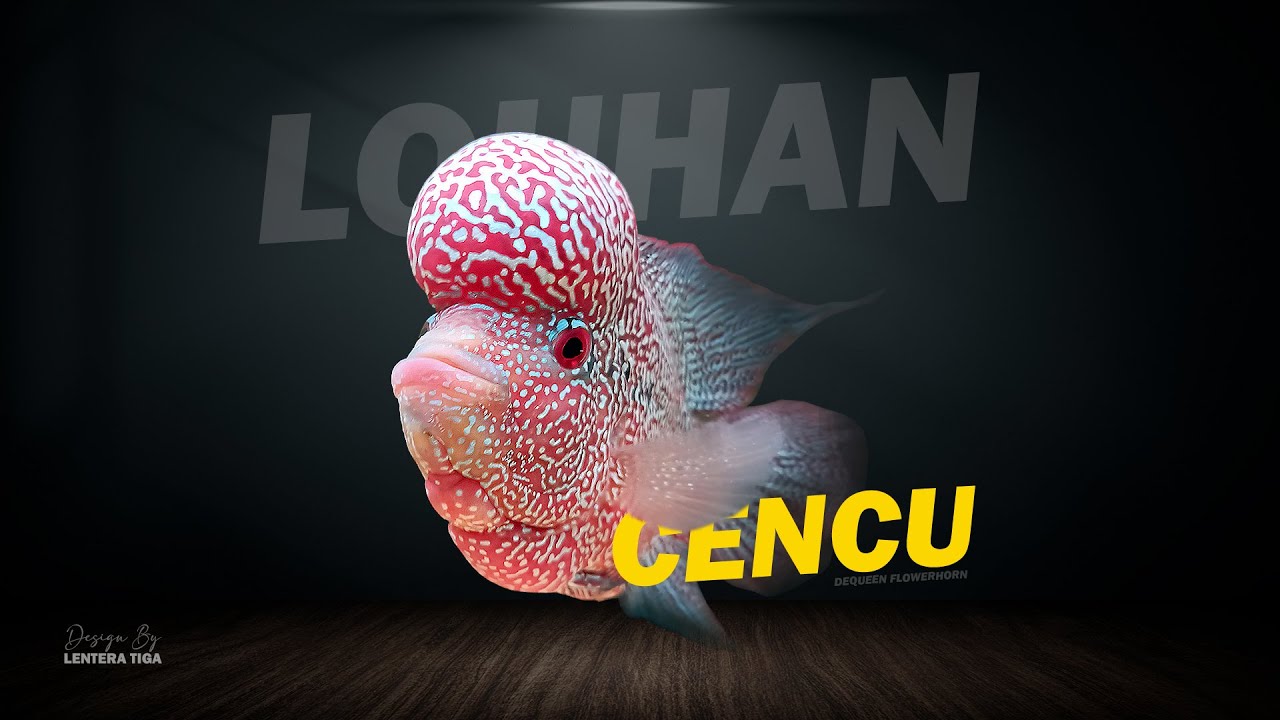 GAMPANG-GAMPANG RUMIT, CARA BREEDING LOUHAN CENCU DENGAN SISTEM KERONJONG | DEQUEEN FLOWERHORN