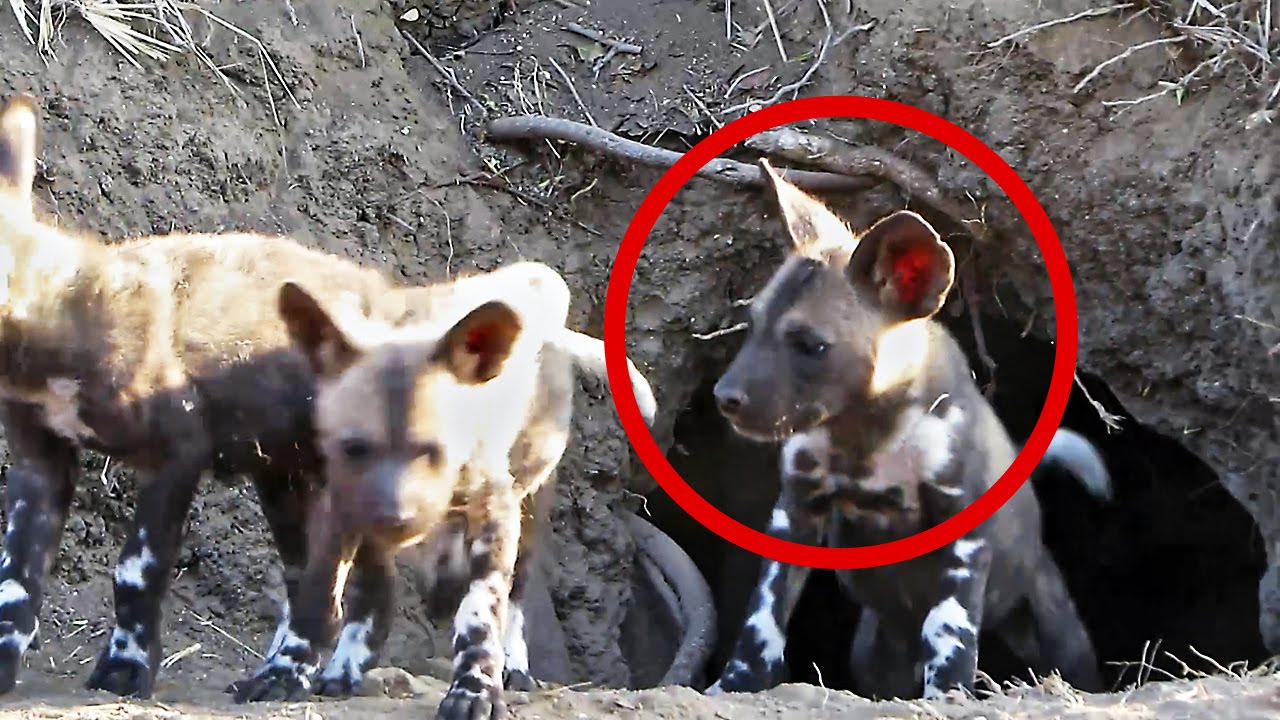 Wild dog puppies of the Kruger National Park | Rare footage