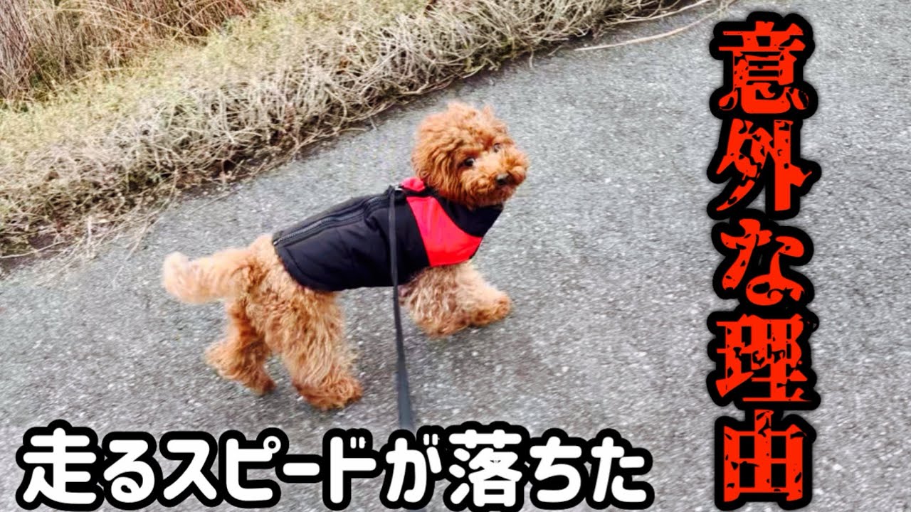 【タイニープードル】なぜか走るスピードが落ちました・・・
