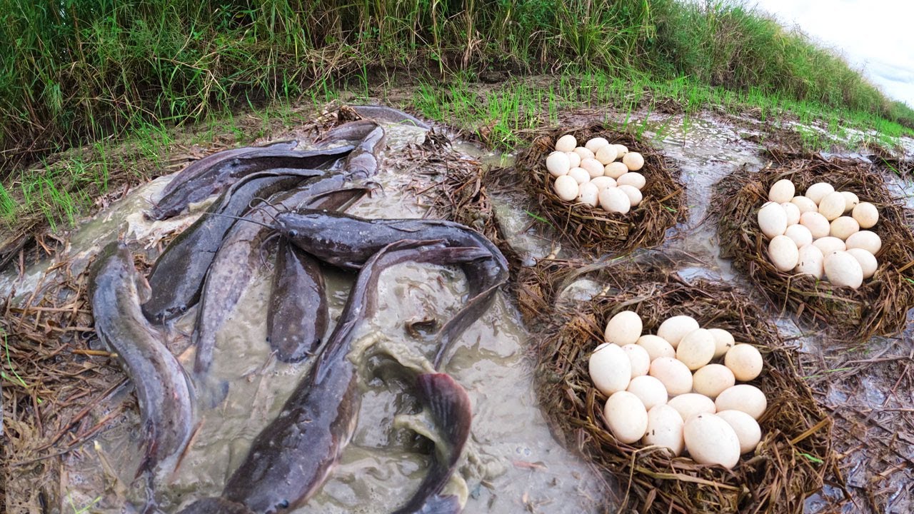 Wow Unique - Amazing man catch a lot of fish and pick duck eggs in mud water in field by skills hand