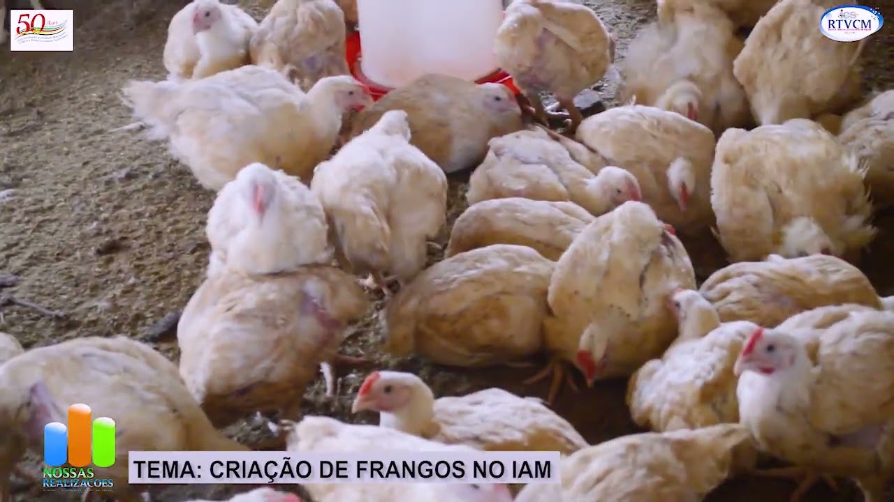 NOSSAS REALIZACOES FRANGOS NO IAM