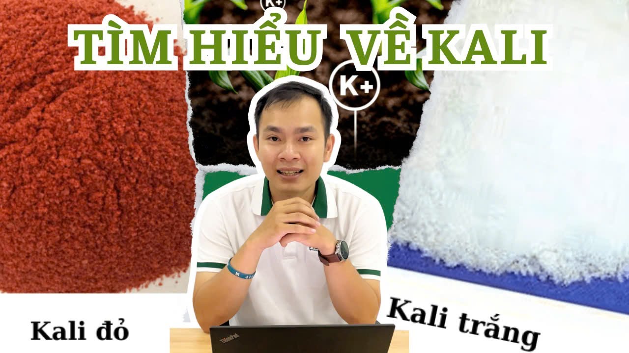 Agrino | TÌM HIỂU VỀ KALI - PHÂN BIỆT KALI ĐỎ VÀ KALI TRẮNG | Phân bón cho cây trồng