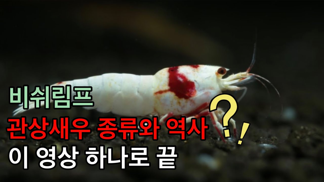 비 쉬림프의  역사와 족보(모프)