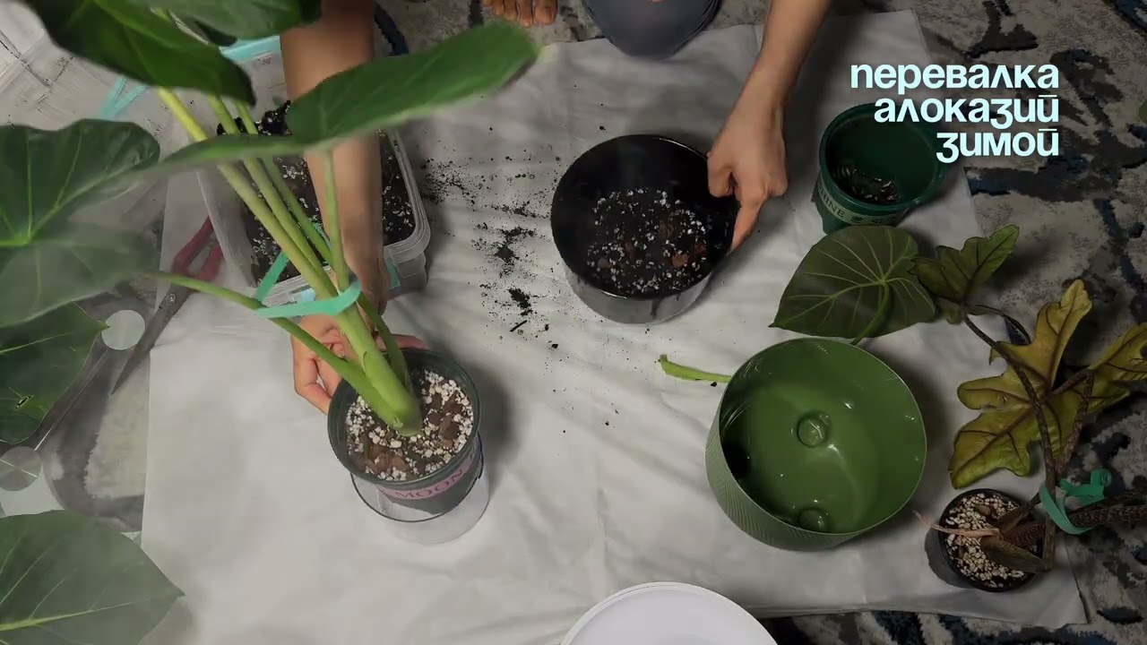 Медитативная пересадка алоказий🌿 