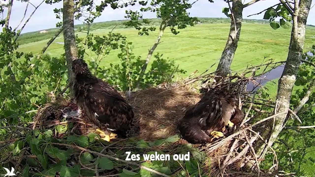 Terugblik op zeearend seizoen 2024