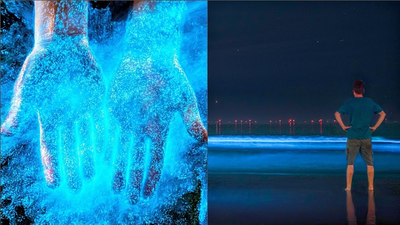 Magisch blauw in de Nederlandse zee! Zeevonk / Sea Sparkle (1/2 mei 2025)