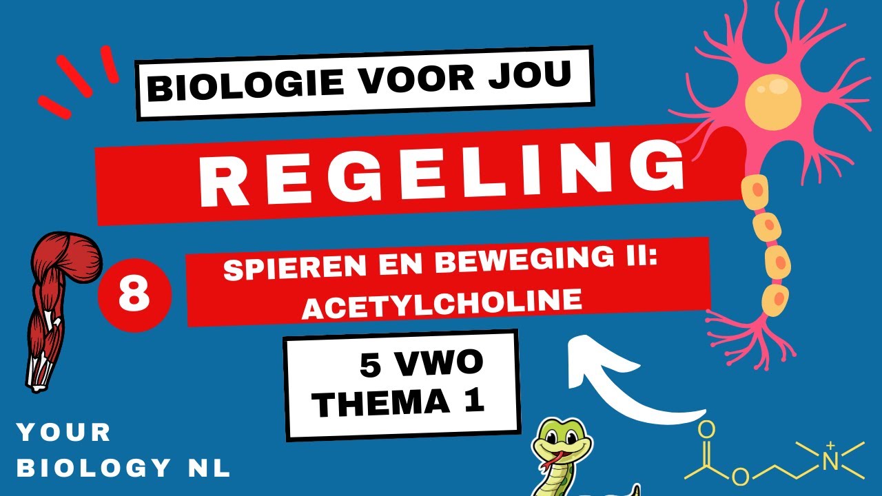 5 vwo | Regeling | 8 | Spieren en beweging II: Acetylcholine