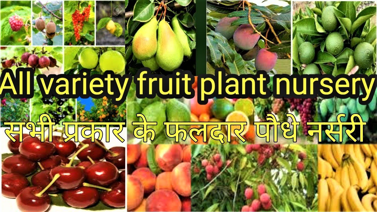 all variety Fruit Plant Nursery ||सभी प्रकार के फलदार पौधे नर्सरी