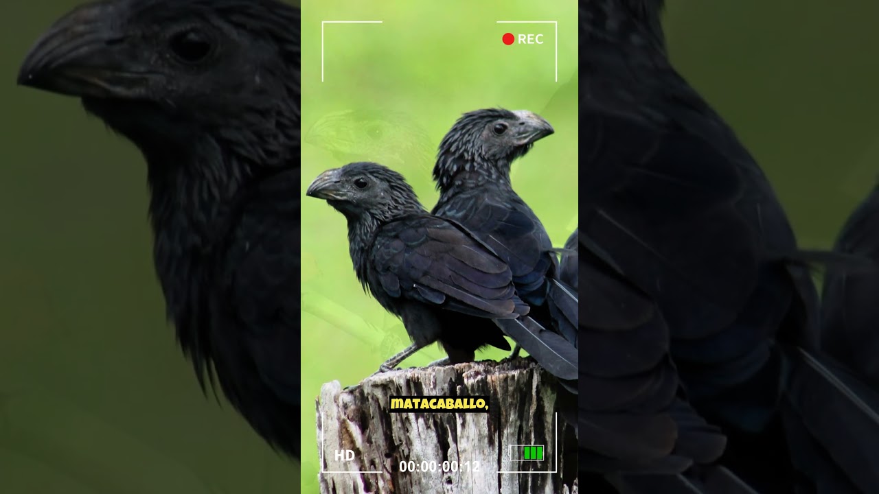 Garrapatero Pijuy | Dato Curioso |  #animales #naturaleza #shortvideo #animal #4k #curiosidades