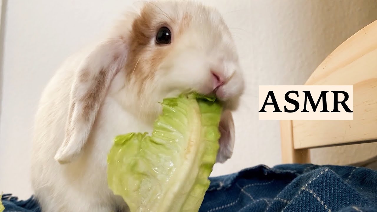 ASMR Rabbit Eating Crunchy Vegetables 🐰 Eating Sounds