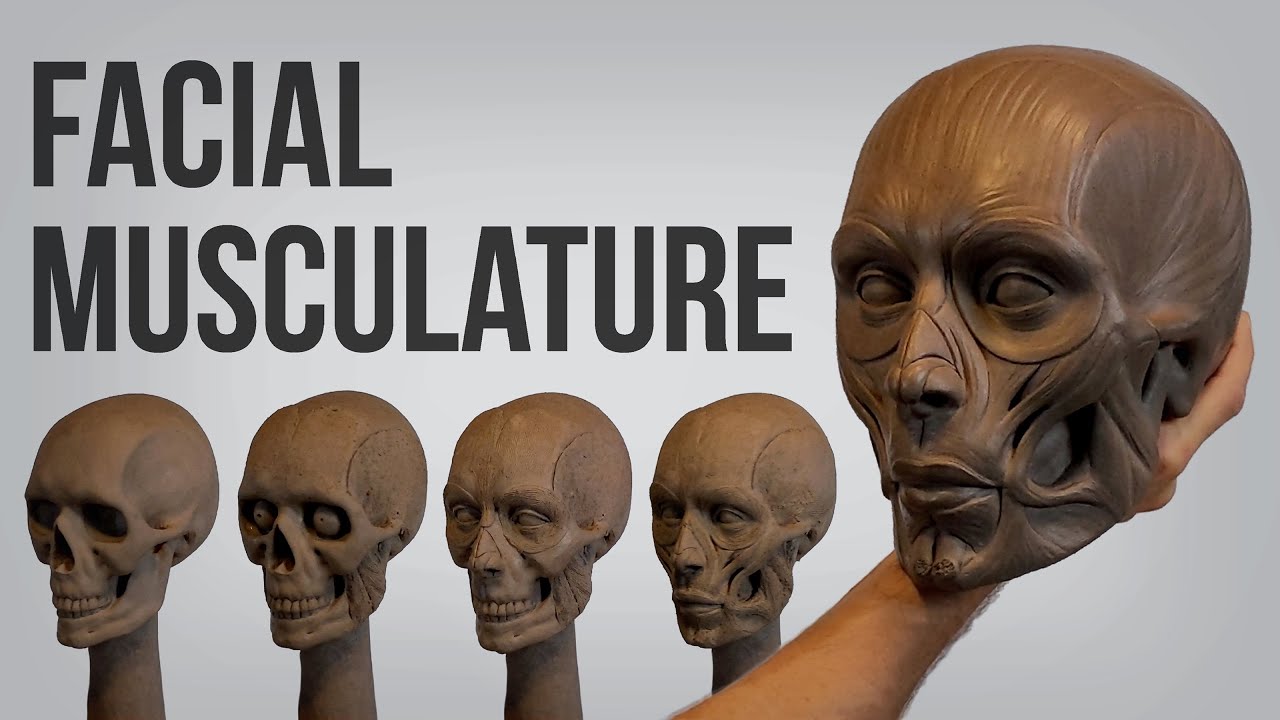 Facial Musculature