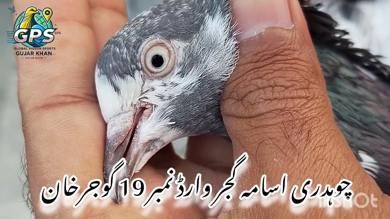 چوہدری اسامہ گجر پارٹ ٹو 
