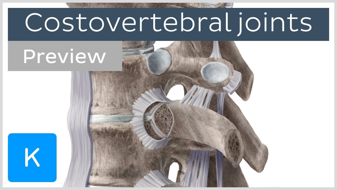 Costovertebral joints and ligaments (preview) - Human Anatomy |&nbsp;Kenhub