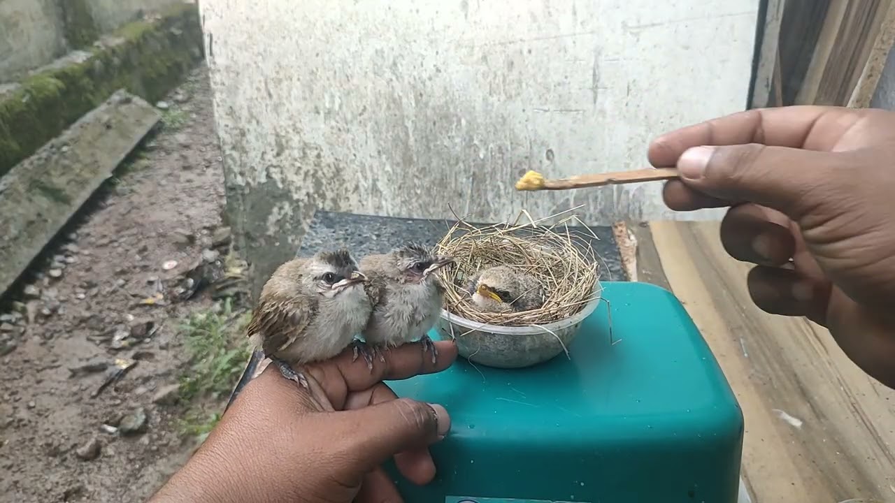 Merawat anak burung trucukan