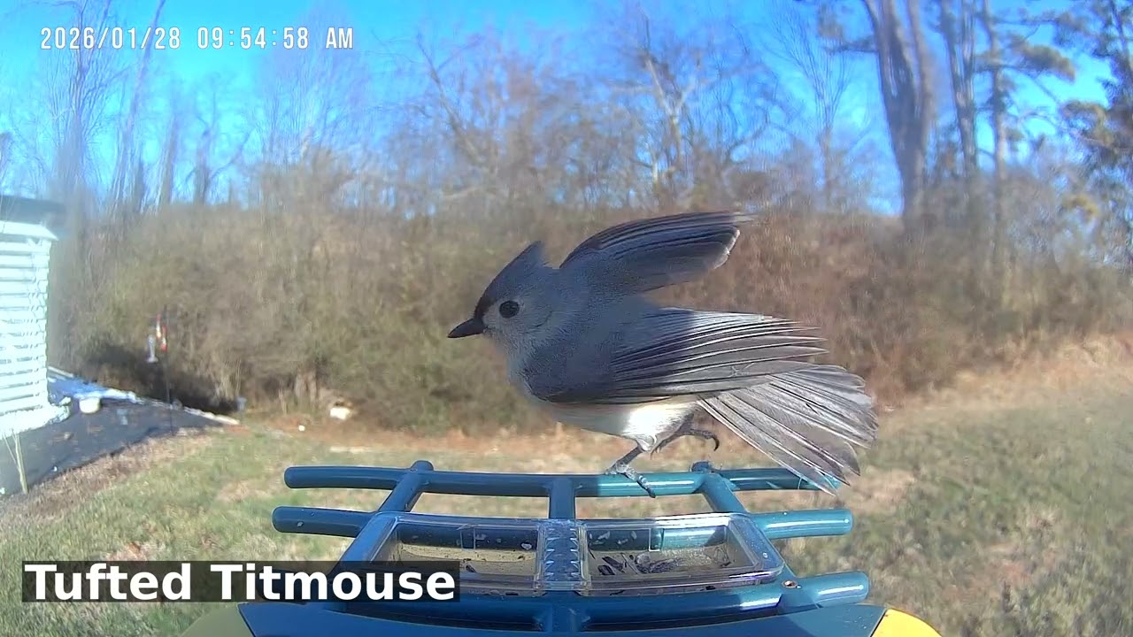 Tufted Titmouse Spotlight: Crested Cache Masters | Birds of Asheville | 02-03-2026