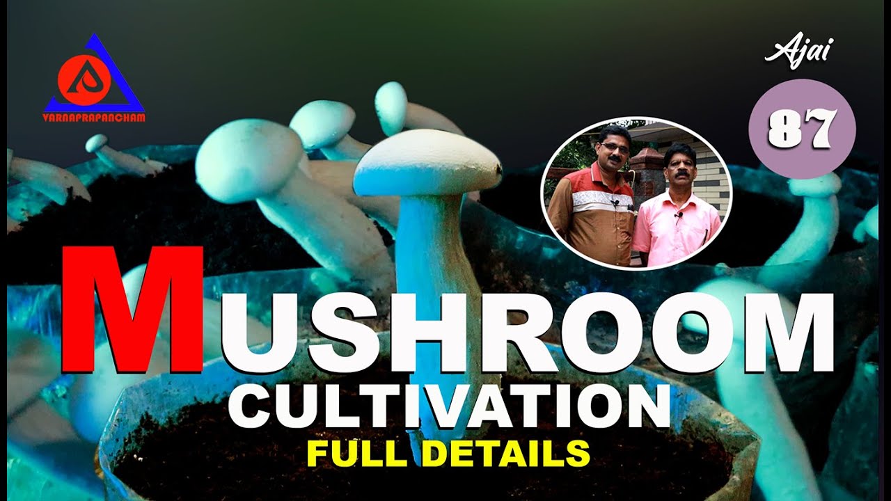 VIJAY MUSHROOM CULTIVATION FULL DETAILS | നിങ്ങൾക്കും കൂൺ കൃഷി എളുപ്പത്തിൽ വീട്ടിൽ തന്നെ ചെയ്യാം