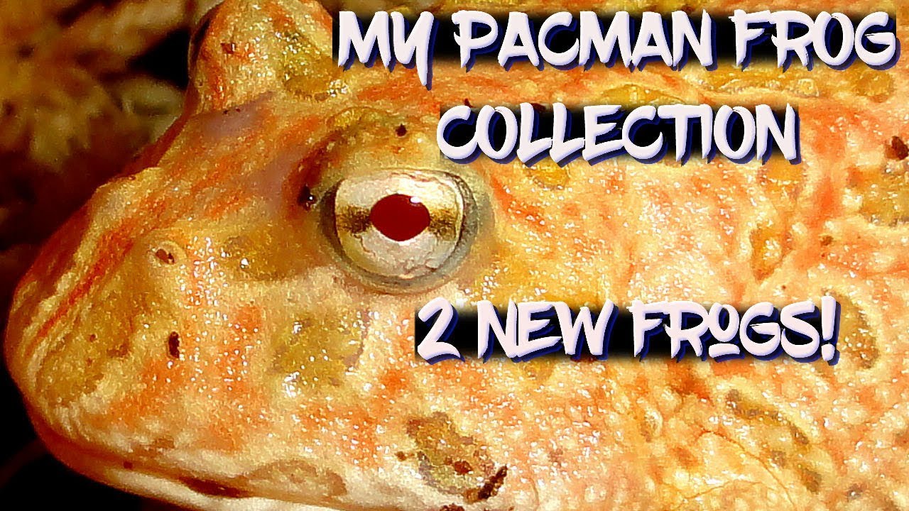 My Pacman frog collection (2 new frogs!)