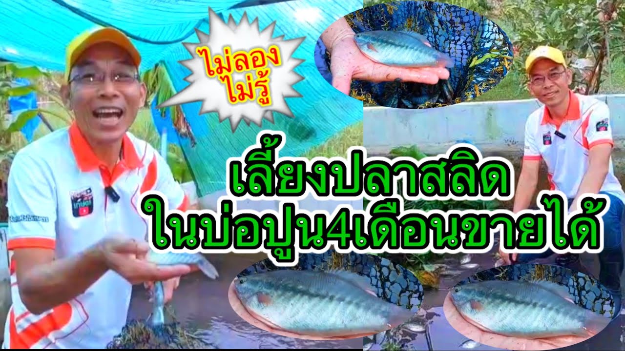 ไม่ลองไม่รู้ | เลี้ยงปลาสลิดในบ่อปูน | 4เดือนจับขายได้!!EP.103@ผู้จัดการหัวใจเกษตรCHANNEL #ปลาสลิด