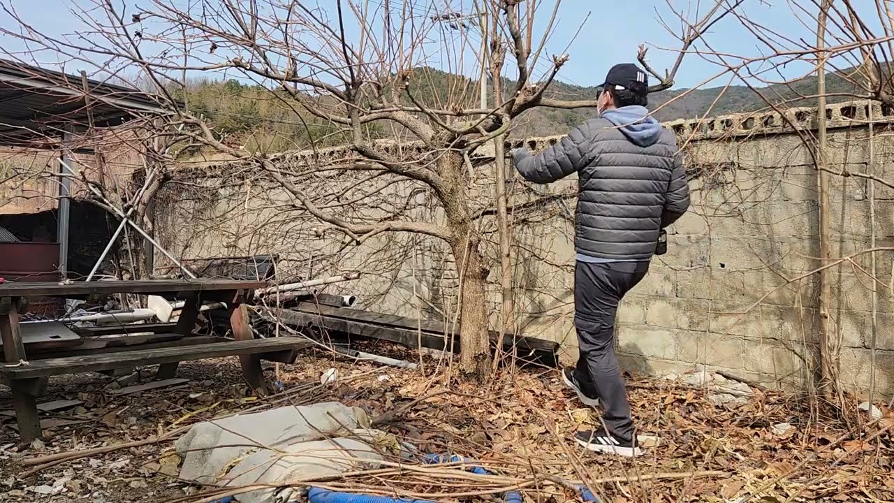 뒷마당 단감나무 전정작업 멍때리기(Zoning Out While Pruning My Backyard Sweet Persimmon Tree) 2026년 2월 16일