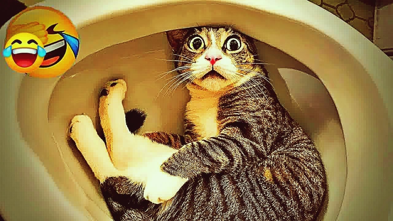 You Laugh You Lose 🐶 Funniest Dogs and Cats 2024 👋🤑😻