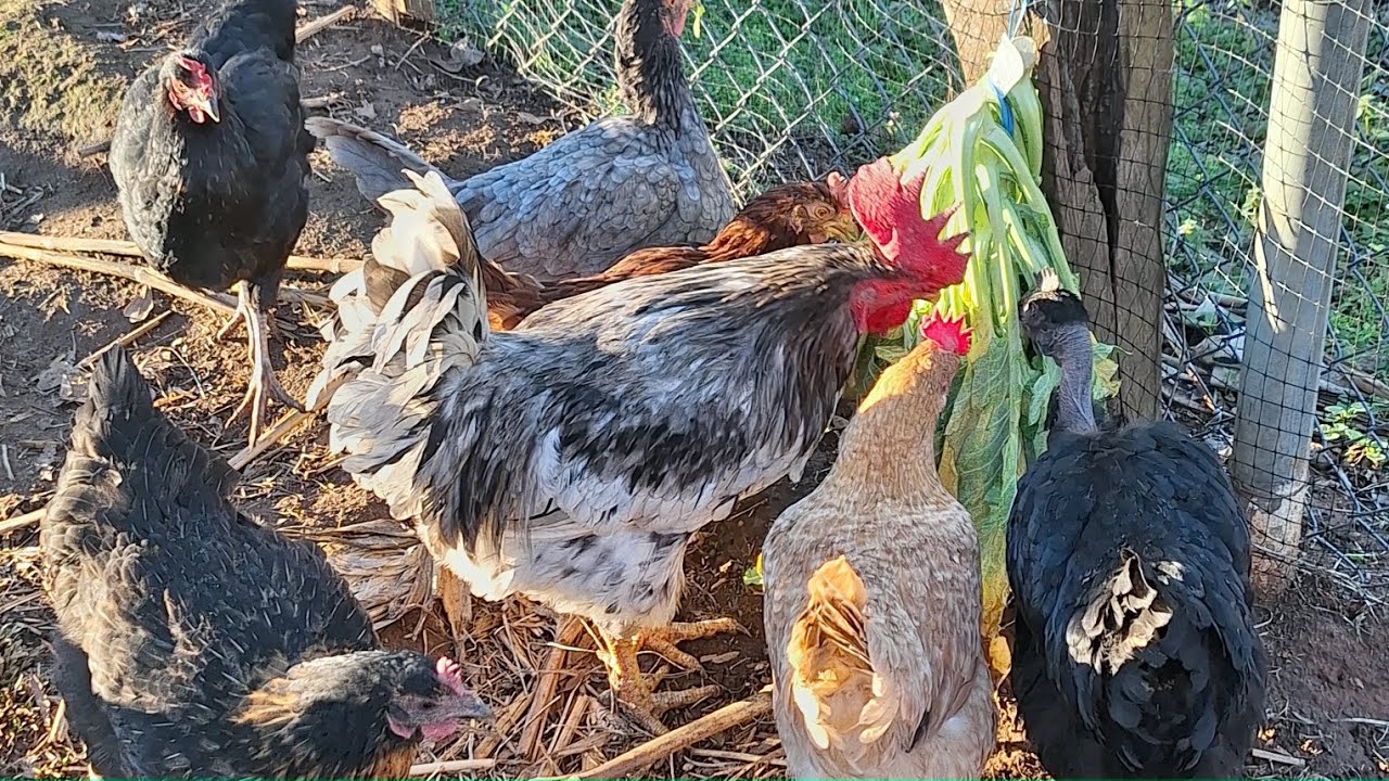 Dándole llervas a mis Aves de una alimentación bien saludable🐥🐤🐓🐔..