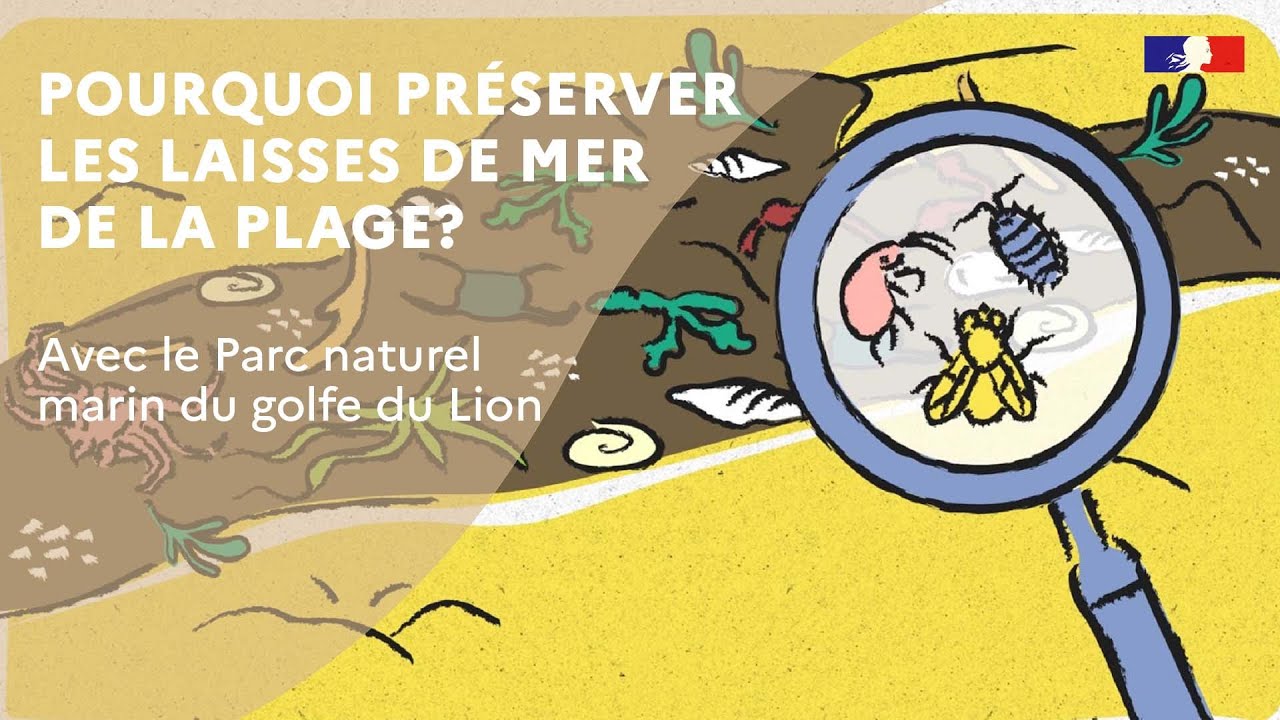 Pourquoi préserver les laisses de mer de la plage ? avec le Parc naturel marin du golfe du Lion