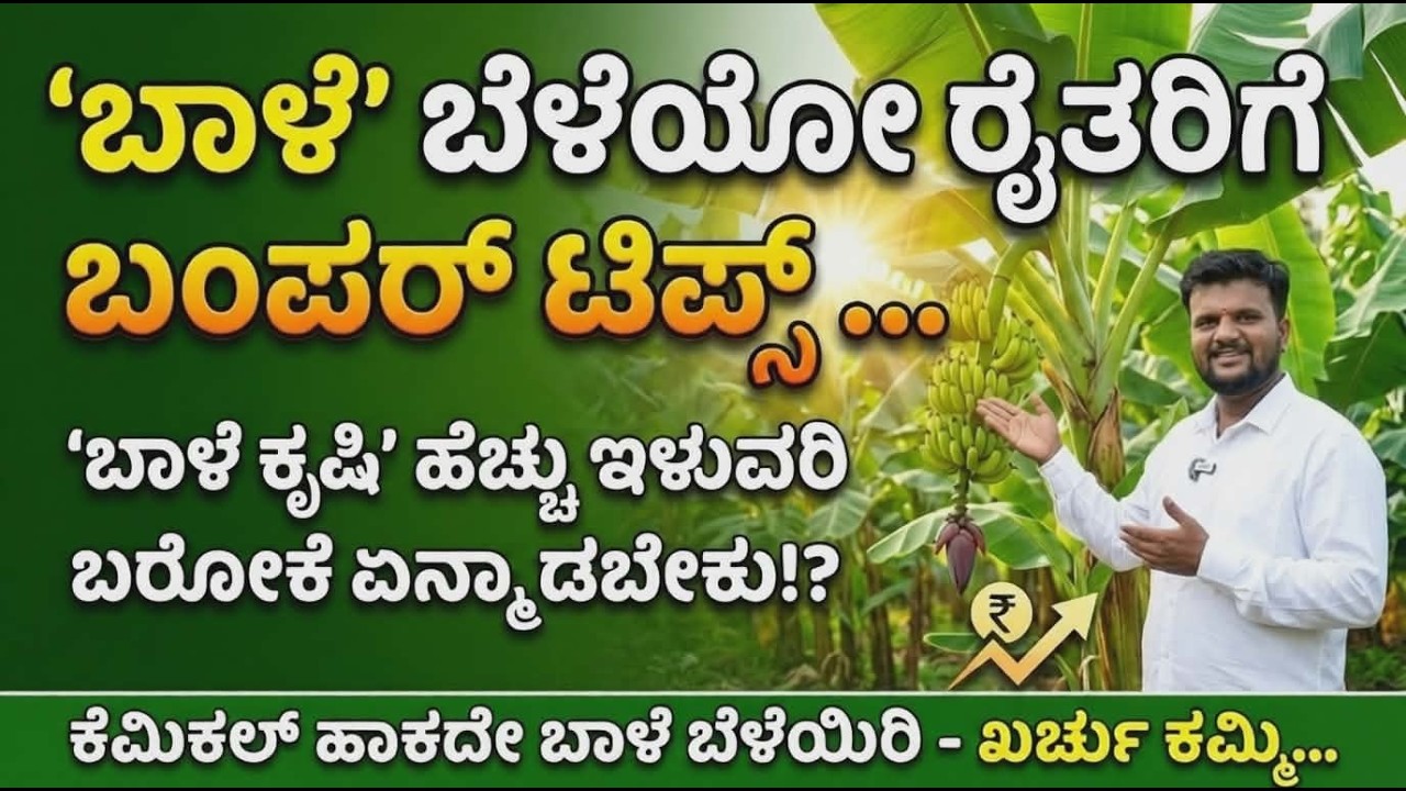 'ಬಾಳೆ' ಬೆಳೆಯೋ ರೈತರಿಗೆ ಬಂಪರ್ ಟಿಪ್ಸ್ - ಖರ್ಚು ಕಮ್ಮಿ - ಹೆಚ್ಚು ಇಳುವರಿ ಬರೋಕೆ ಏನ್ಮಾಡಬೇಕು!?|Vibhuti Bio Agro