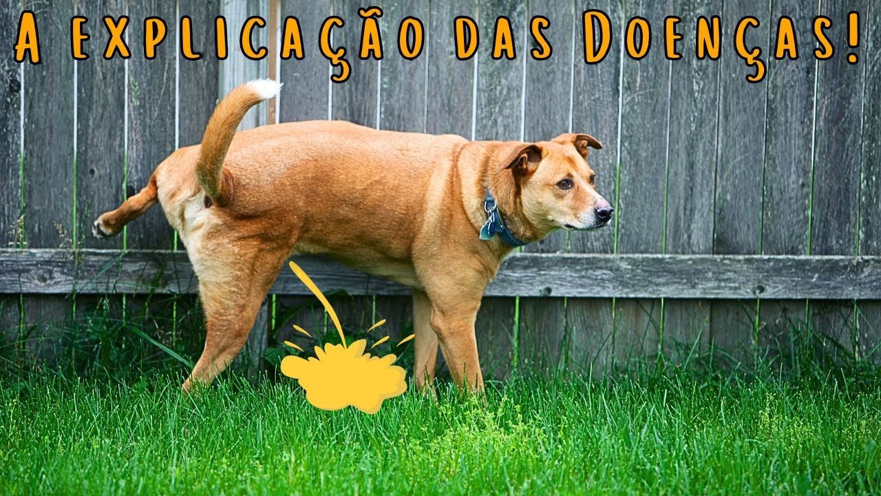 CACHORRO FAZENDO XIXI EM TODOS O LUGARES - Demarcando Território em Casa