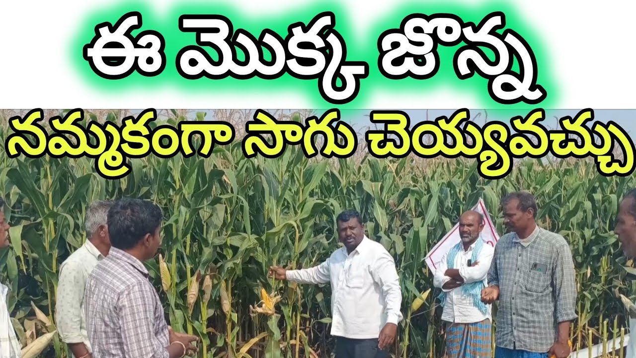 ఈ మొక్క జొన్న నమ్మకంగా సాగు చెయ్యవచ్చు || రైతు సేద్యం || Rythu Sedyam || #trending #viral