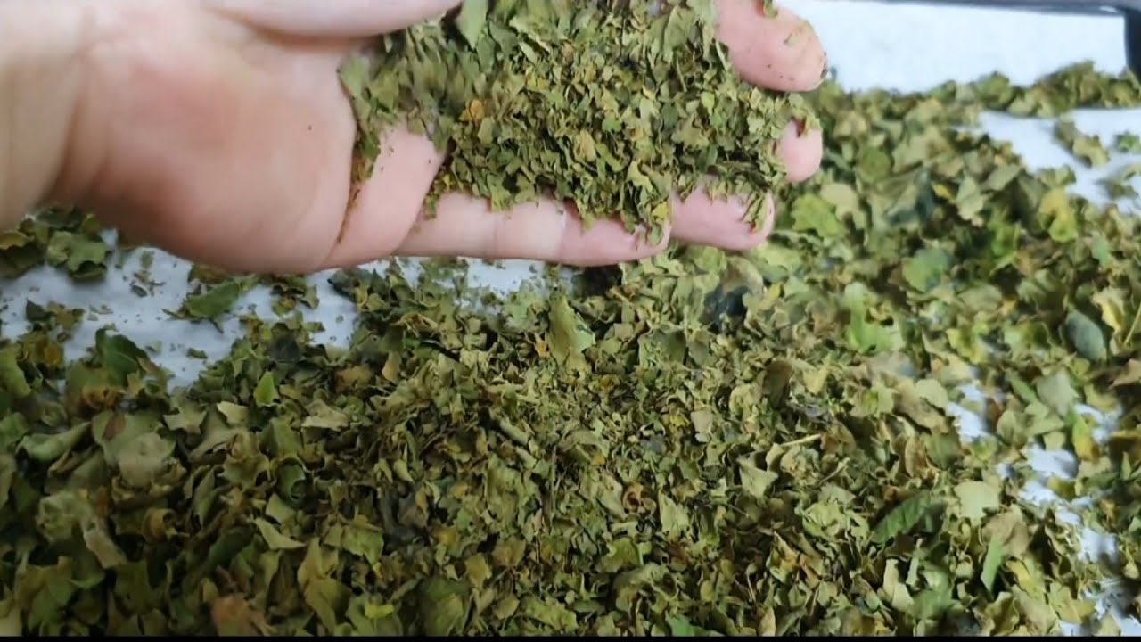 Drying of Malunggay/Moringa Leaves| #MoringaTea