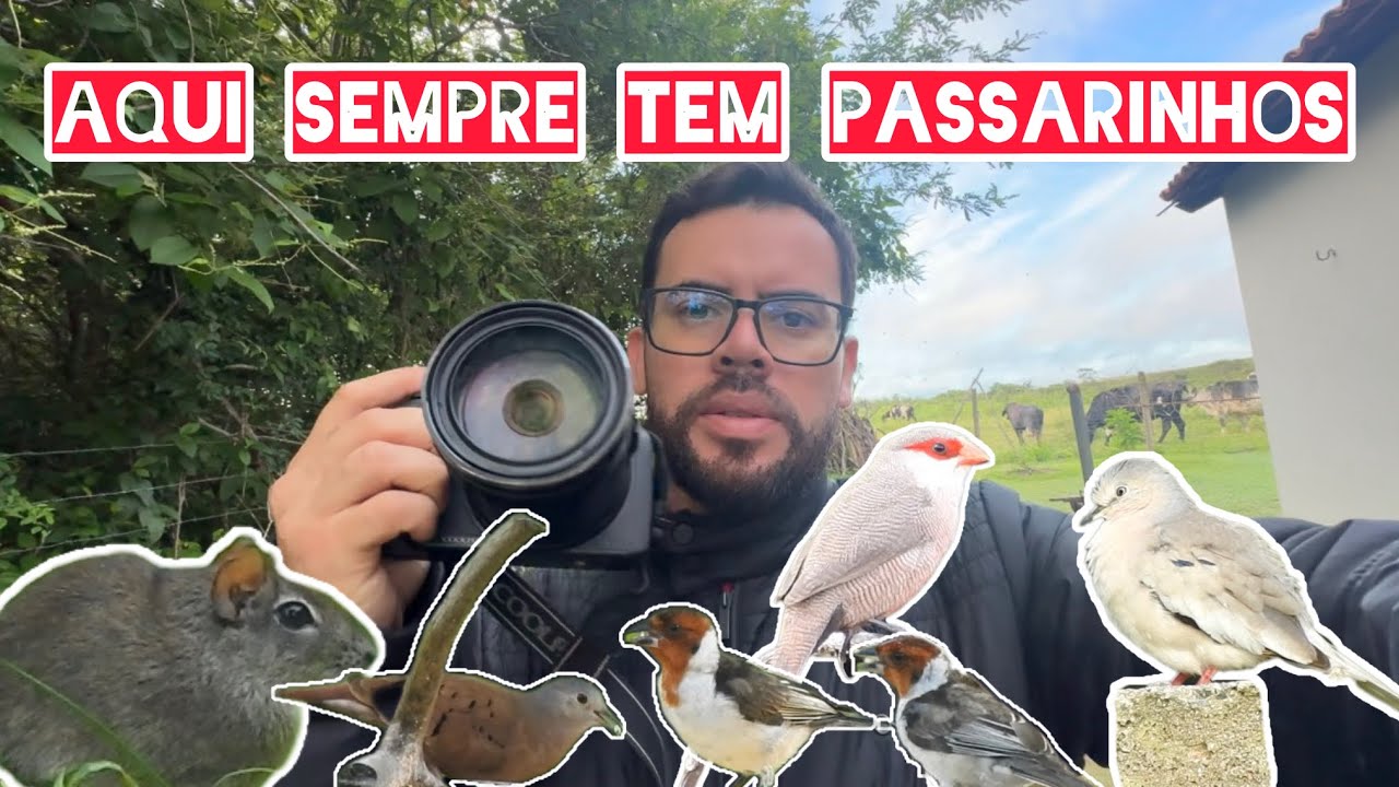 PASSARINHANDO no SÍTIO, SEMPRE TEM PASSARINHOS #avesdoceara 