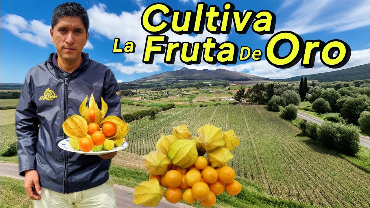 La UVILLA la fruta No VALORADA en Ecuador pero apreciada en otros países