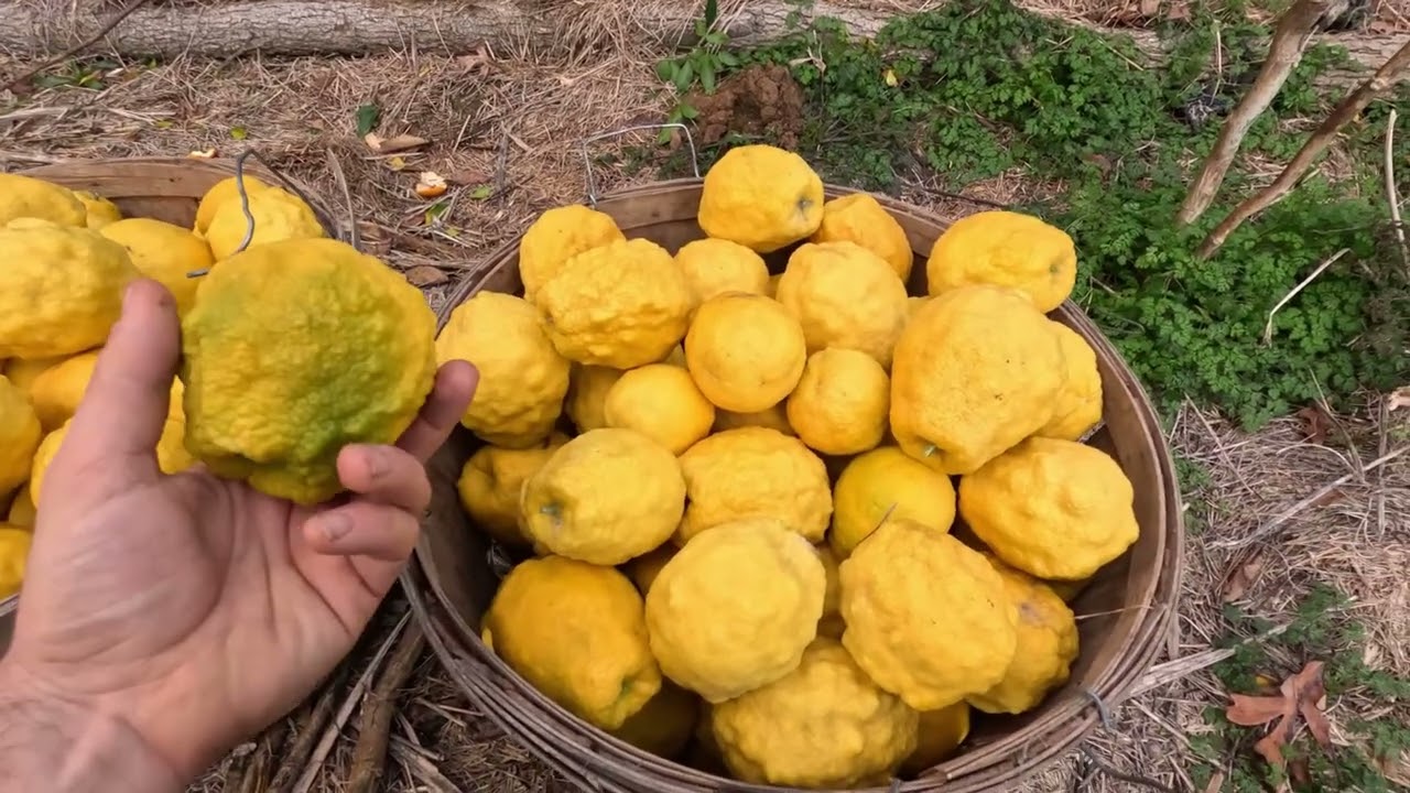 Морозостойкие цитрусовые сорта Swingle Fruit