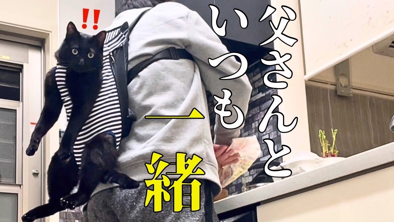 捨てられた迷い猫を保護したら、まるで子育てのように忙しくなりました！【抱っこ紐】