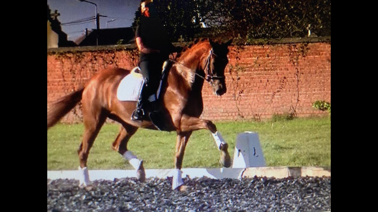 Beautiful 12 y old Dressage mare  intermédiaire 1