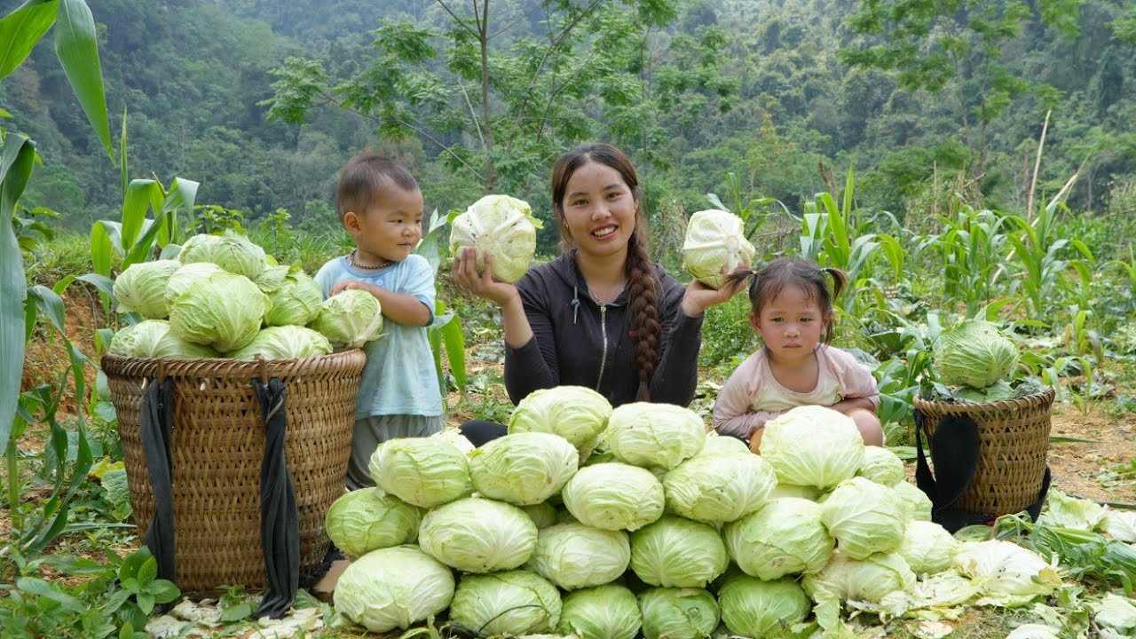 Harvesting the end of season cabbage garden to sell - buying new clothes for the two children