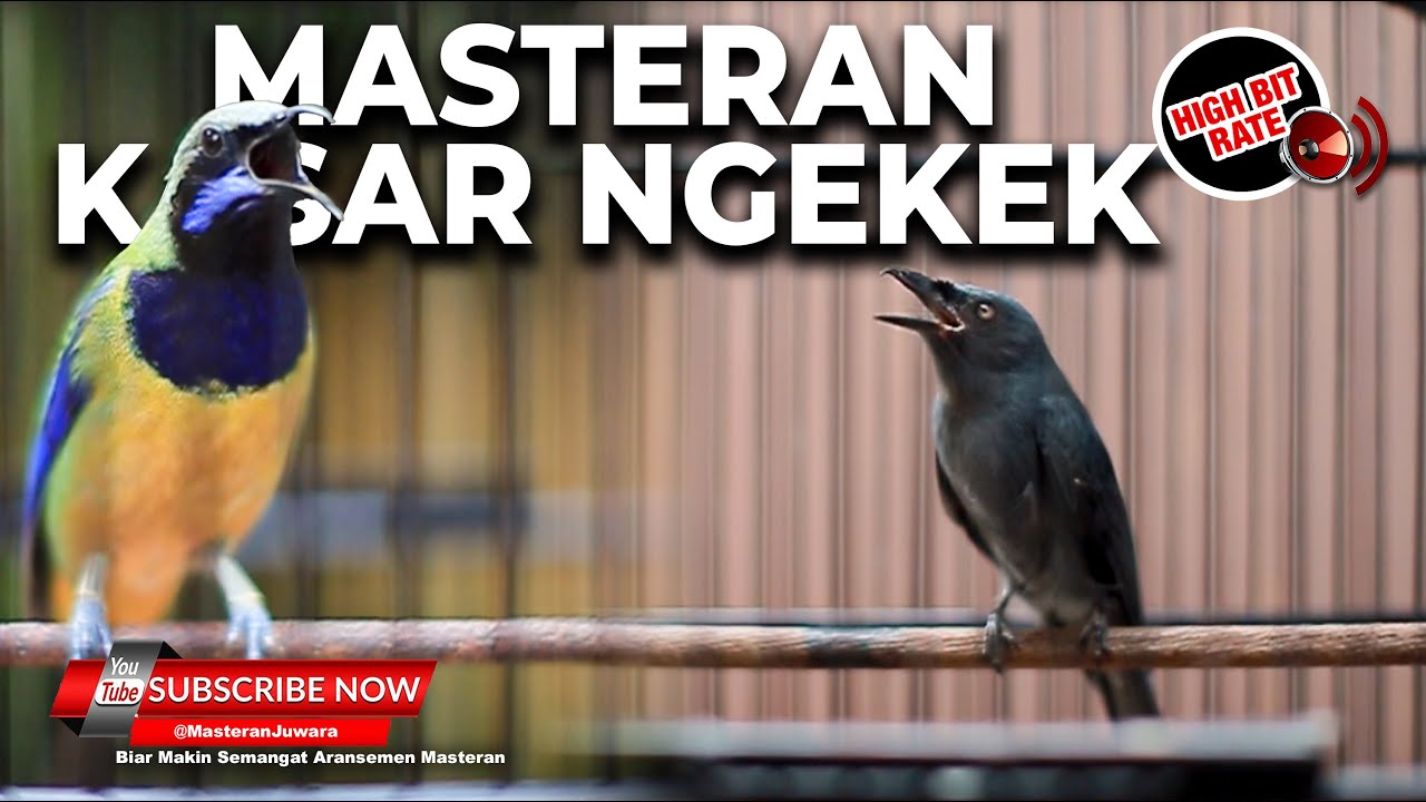 🔴Cucak Cungkok Gacor Ngekek Kunti Grejaan vs Srigunting Abu Abu Gacor Greja Sambung Cililin